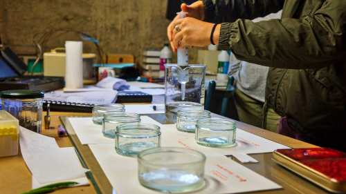 Hack₂O Water Hackivists training on Seed Bioasay to investigate ecotoxicity in samples from rivers